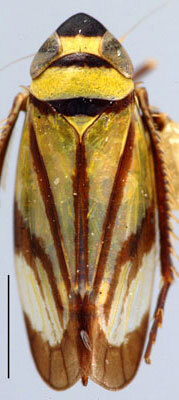 Habitus, dorsal view: !! display not done !! on Stirellus bicolor (Van Duzee, 1892): Stirellus bicolor, dorsally (INHS). (Observation).