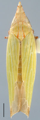 Habitus, dorsal view: Stymphalus rubrolineatus, dorsal habitus (INHS). (Observation).