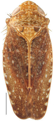 Habitus, dorsal view: Phelpsius intricatus, dorsal habitus (INHS). (Observation).