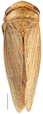 Habitus, dorsal view: Pendarus magnus, dorsal habitus (INHS). (Observation).