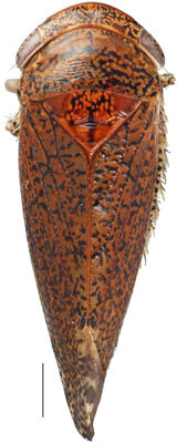 Habitus, dorsal view: Gannia viraktamathi, female, dorsal habitus (INHS). (Observation).