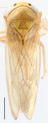 Habitus, dorsal view: Paralaca sordida, dorsal habitus (INHS). (Observation).