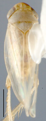 Habitus, dorsal view: Ileopeltus tethys, dorsal habitus (INHS). (Observation).