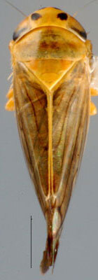 Habitus, dorsal view: !! display not done !! on Anoplotettix Ribaut, 1942: Anoplotettix fuscovenosus, dorsally (INHS). (Observation).