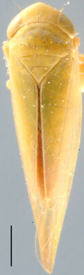 Habitus, dorsal view: Gloridonus (Gloridonus) gloriosus, dorsal habitus (NMNH). (Observation).