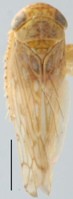 Habitus, dorsal view: !! display not done !! on Atanus Oman, 1938: Atanus coronatus, dorsally (NMNH). (Observation).