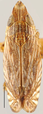 Habitus, dorsal view: Ascius triangularis, dorsally (OSUC). (Observation).