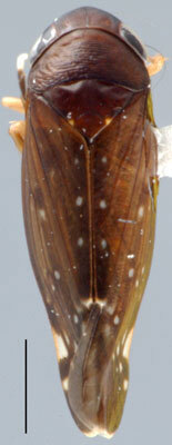 Habitus, dorsal view: Mimotettix alboguttulatus, dorsal habitus (INHS). (Observation).