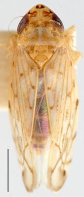 Habitus, dorsal view: !! display not done !! on Neolimnus (Neolimnus) egyptiacus (Matsumura, 1908): Neolimnus egyptiacus, dorsal habitus (BMNH). (Observation).