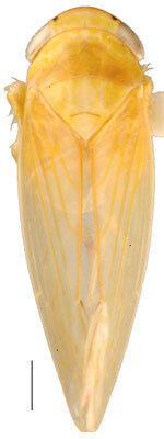 Habitus, dorsal view: Adama amalthusia, dorsal habitus (INHS). (Observation).