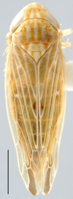 Habitus, dorsal view: !! display not done !! on Mocydiopsis Ribaut, 1939: Mocydiopsis attenuata, dorsal habitus (INHS). (Observation).