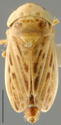 Habitus, dorsal view: !! display not done !! on Laburrus Ribaut, 1942: Laburrus handlirschi, dorsal habitus (INHS). (Observation).