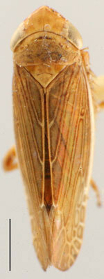 Habitus, dorsal view: !! display not done !! on Limbanus Oman, 1949: Limbanus omani, dorsal habitus. (Observation).