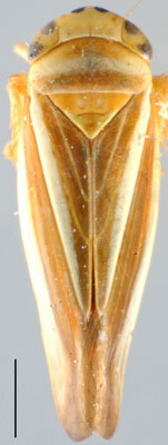 Habitus, dorsal view: Idiodonus kennicottii, dorsal habitus (INHS). (Observation).