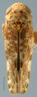 Habitus, dorsal view: !! display not done !! on Allygus Fieber, 1872: Allygus mixtus, dorsally (NMNH). (Observation).