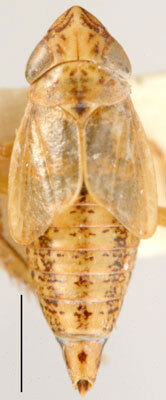 Habitus, dorsal view: !! display not done !! on Melillaia desbrochersi (Lethierry, 1889): Melillaia desbrochersi, dorsal habitus (BMNH). (Observation).