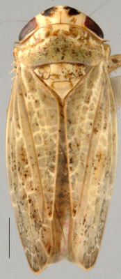 Habitus, dorsal view: !! display not done !! on Allygidius (Allygidius) Ribaut, 1948: Allygidius abbreviatus, dorsal habitus (INHS). (Observation).