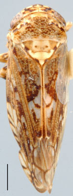 Habitus, dorsal view: Megabahita irrorata, dorsal habitus (OSUC). (Observation).