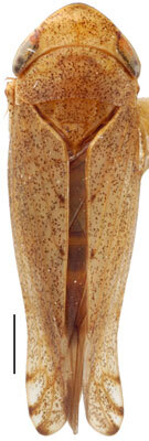 Habitus, dorsal view: !! display not done !! on Fieberiella florii (Stål, 1864): Fieberiella florii, dorsally (INHS). (Observation).