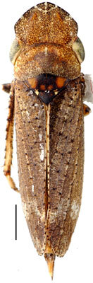 Habitus, dorsal view: Koebelia grossa, dorsally (INHS). (Observation).