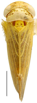 Habitus, dorsal view: Grypotes puncticolis, dorsally (INHS). (Observation).
