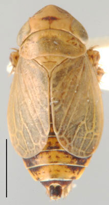 Habitus, dorsal view: Streptanus sp., dorsal habitus (INHS). (Observation).