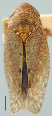 Habitus, dorsal view: Texananus mexicananus, dorsal habitus (INHS). (Observation).