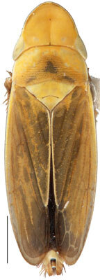 Habitus, dorsal view: Hecalus hamiltoni, male, dorsal habitus (INHS). (Observation).