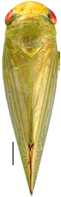 Habitus, dorsal view: Hypacostemma viridissima, dorsally (PPRI). (Observation).