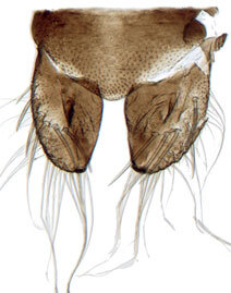 Subgenital plate: !! display not done !! on Cicadula (Cicadula) Zetterstedt, 1837: Cicadula quadrinotata, subgenital plates and valve, ventrally (INHS). (Observation).