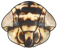 Head: !! display not done !! on Doratura Sahlberg, 1871: Doratura stylata, face (INHS). (Observation).