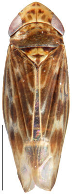 Habitus, dorsal view: Deltocephalus pulicaris, dorsal habitus (INHS). (Observation).