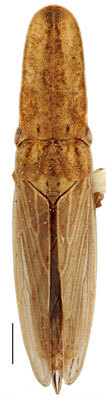 Habitus, dorsal view: !! display not done !! on Attenuipyga (Dorycara) Emeljanov, 1966: Attenuipyga platyrhyncha, dorsal habitus (INHS). (Observation).