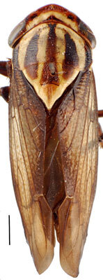 Habitus, dorsal view: Drabescus zhangi, dorsal habitus (MNHN). (Observation).