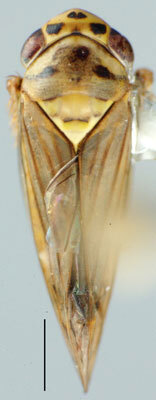 Habitus, dorsal view: Zabrosa amazonensis, dorsal habitus (INHS). (Observation).