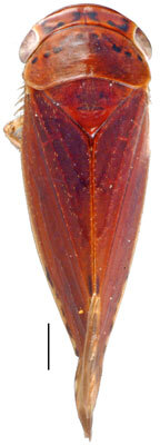 Habitus, dorsal view: !! display not done !! on Dwightlina McKamey, 2003: Dwightla delongi, dorsal habitus (INHS). (Observation).