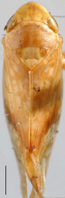 Habitus, dorsal view: !! display not done !! on Fitchana vitellina (Fitch, 1851): Fitchana vitellinus, dorsal habitus (OSUC). (Observation).