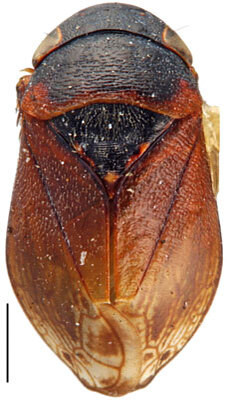 Habitus, dorsal view: !! display not done !! on Penthimia americana Fitch, 1851: Penthimia americana, dorsally (INHS). (Observation).
