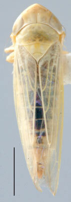 Habitus, dorsal view: !! display not done !! on Rhopalopyx Ribaut, 1939: Rhopalopyx vitripennis, dorsal habitus (NMNH). (Observation).