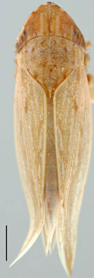 Habitus, dorsal view: Dorydiella floridana, dorsal habitus (INHS). (Observation).