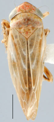 Habitus, dorsal view: !! display not done !! on Pithyotettix Ribaut, 1942: Pithyotettix altaicus, dorsal habitus (INHS). (Observation).