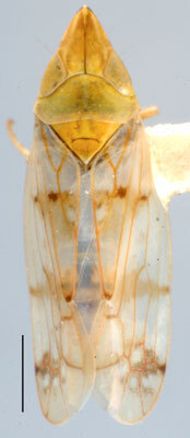 Habitus, dorsal view: Japananus hyalinus, dorsal habitus (INHS). (Observation).