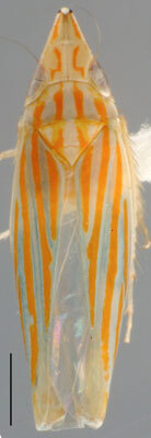 Habitus, dorsal view: !! display not done !! on Xenovarta Viraktamath, 2004: Xenovarta cylindrica, dorsal habitus (BMNH). (Observation).