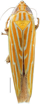 Habitus, dorsal view: Vartalapa robusta, dorsal habitus (INHS). (Observation).