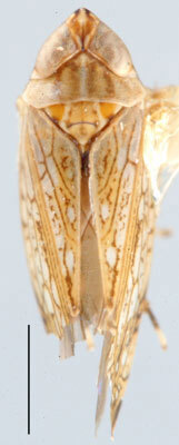 Habitus, dorsal view: !! display not done !! on Pugla Distant, 1908: Pugla sigillaris, dorsal habitus (BMNH). (Observation).