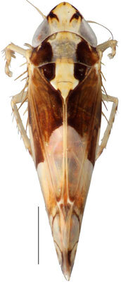 Habitus, dorsal view: Scaphoideus omani, dorsal habitus (INHS). (Observation).