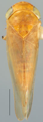 Habitus, dorsal view: !! display not done !! on Danbara aurata (Ball, 1909): Danbara aurata, dorsal habitus (NMNH). (Observation).