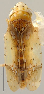 Habitus, dorsal view: !! display not done !! on Pseudobalbillus Jacobi, 1912: Pseudobalbillus sp., dorsal habitus. (Observation).