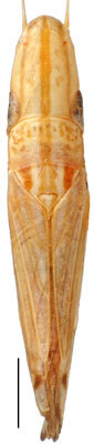 Habitus, dorsal view: Occinirvana eborea, female, dorsal habitus (BMNH). (Observation).
