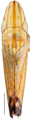 Habitus, dorsal view: Occinirvana eborea, male, dorsal habitus (INHS). (Observation).